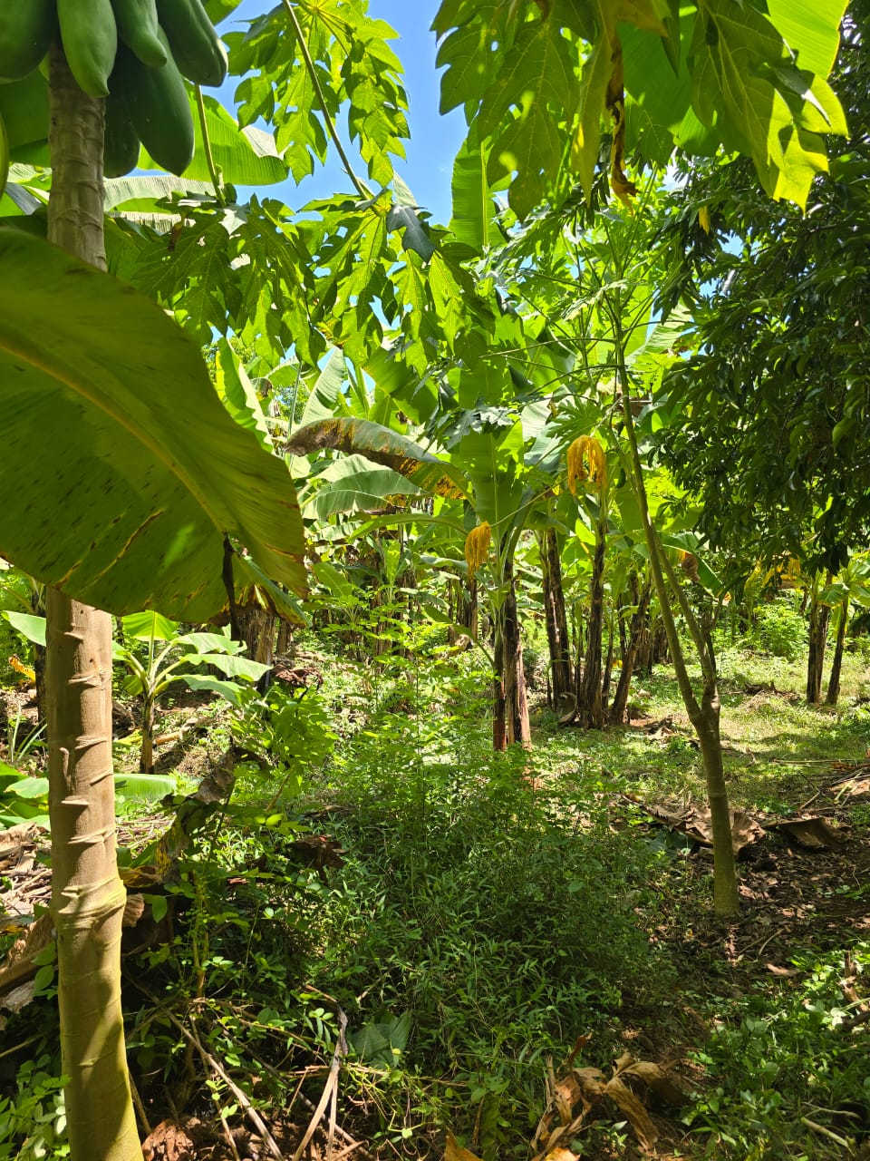 Photo 11 — Mihidjay Farms