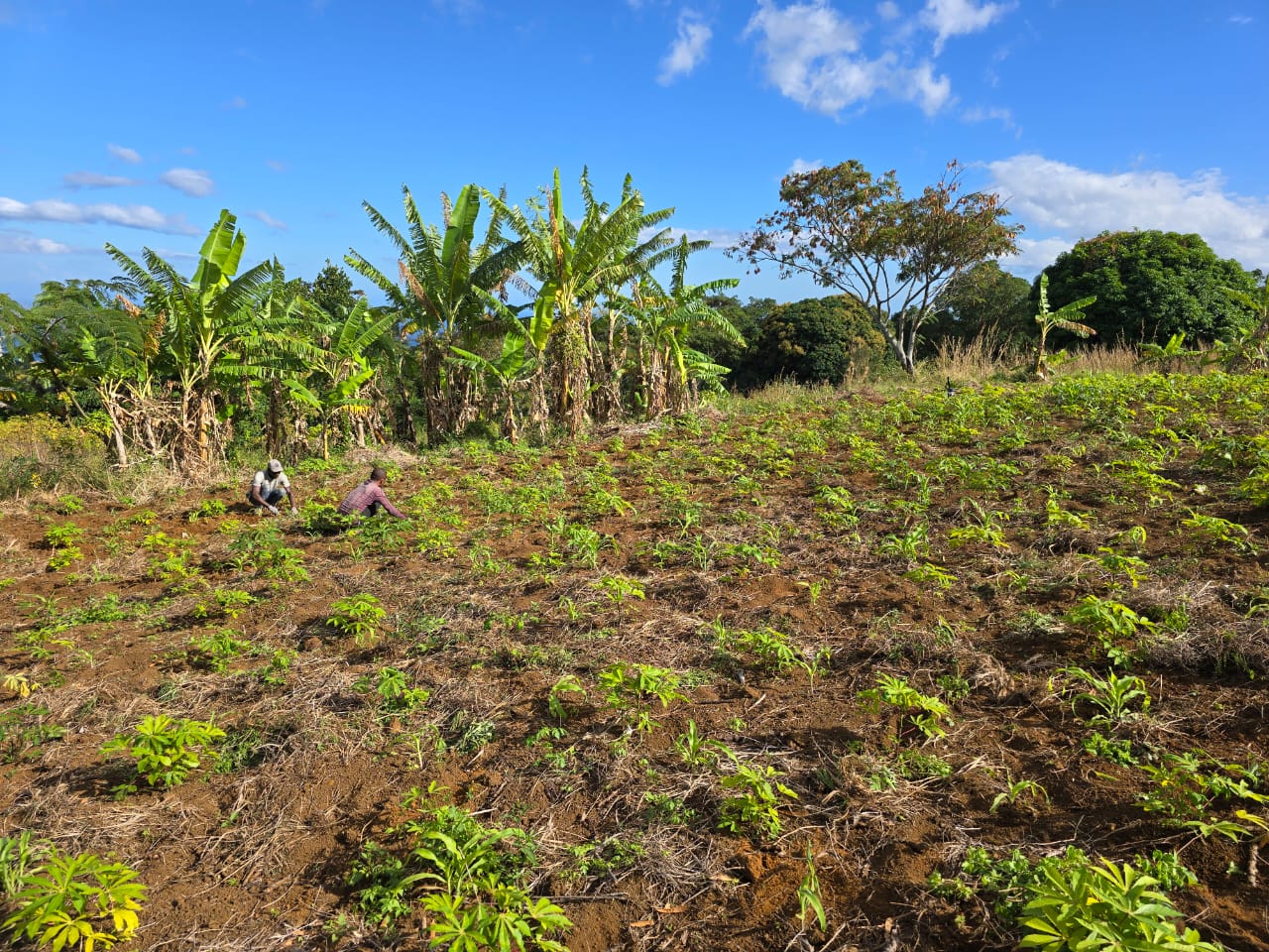 Photo 12 — Mihidjay Farms