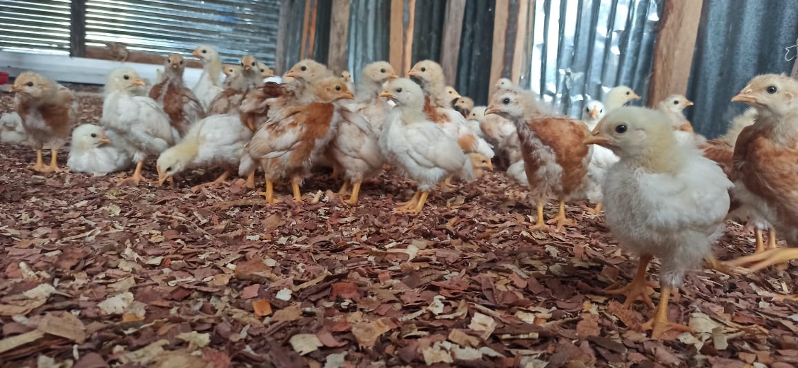 Photo 2 — Mihidjay Farms