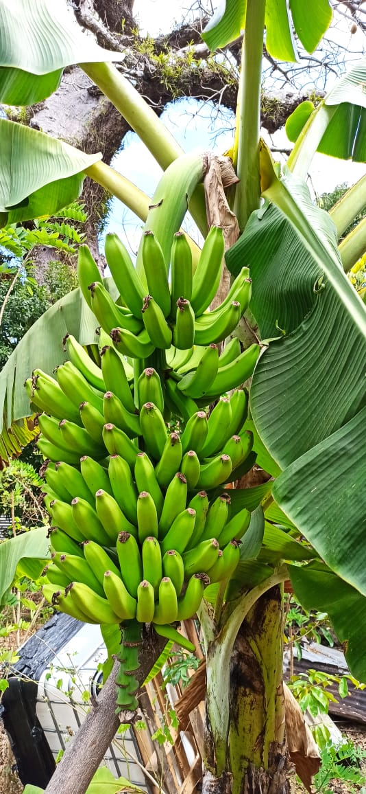 Photo 8 — Mihidjay Farms