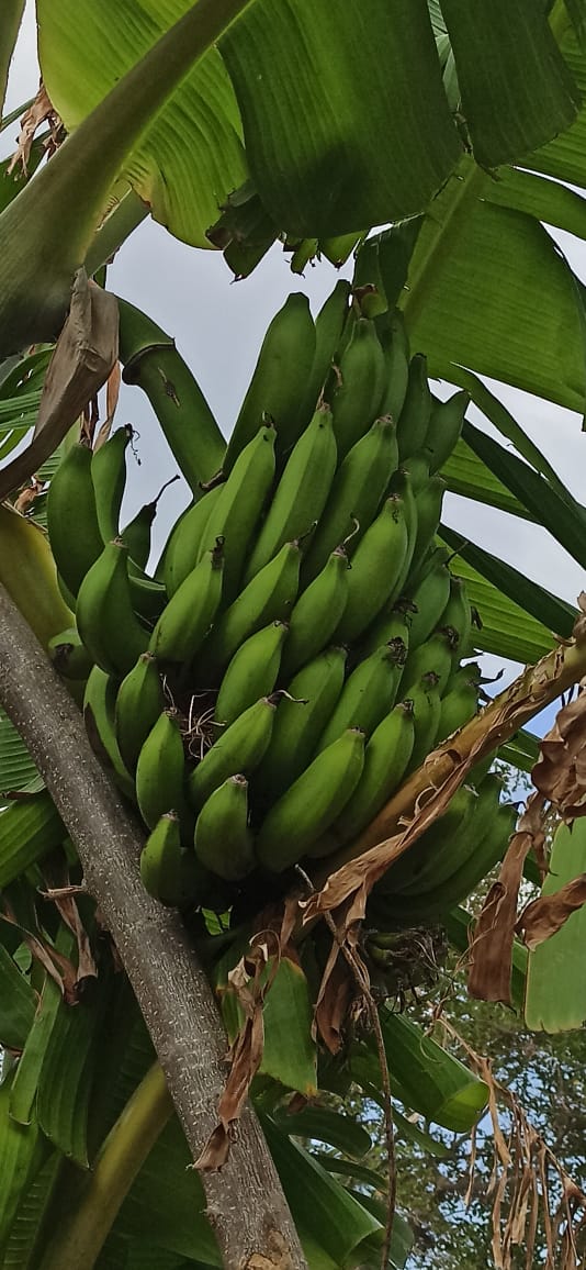 Photo 9 — Mihidjay Farms